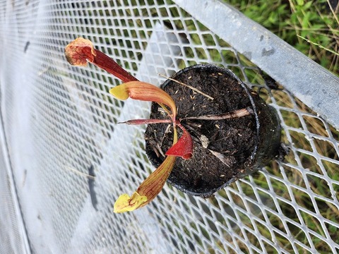 温室整理セール / Greenhouse Clearanceの商品一覧 | Y's Exotics