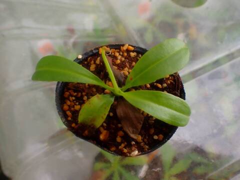 食虫植物　お知らせ用 GPXvN7wbMAAylhX.jpg