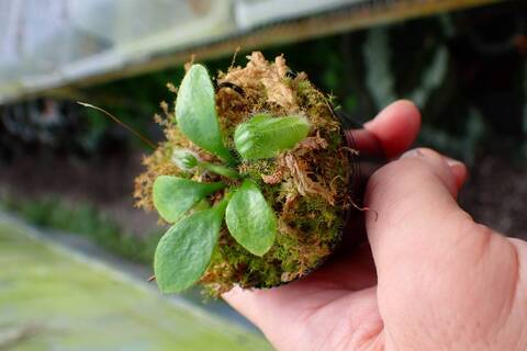 Cephalotus follicularis （フクロノユキノシタ）の商品一覧 | Y's