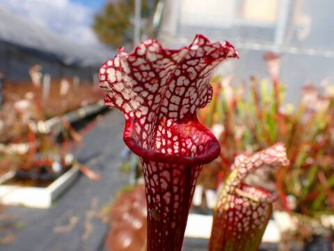 商品一覧 - Y's Exotics （山田食虫植物農園）