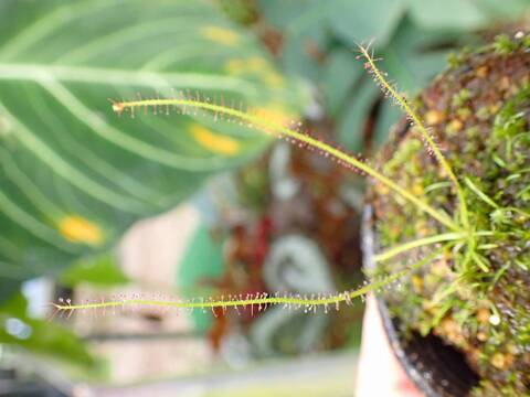 E112 3-1 D. filformis (all red)