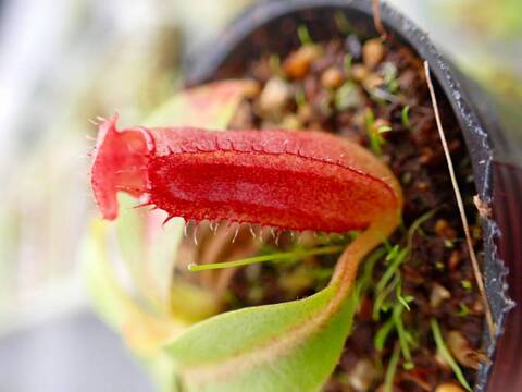 商品一覧 - Y's Exotics （山田食虫植物農園）