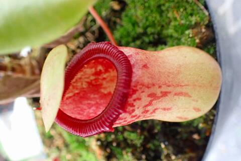 Nepenthes（ネペンテス/ウツボカズラ）の商品一覧 | Y's Exotics