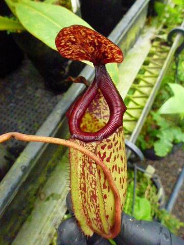 Nepenthes（ネペンテス/ウツボカズラ）の商品一覧 | Y's Exotics （山田食虫植物農園）