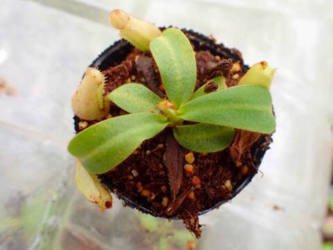 商品一覧 - Y's Exotics （山田食虫植物農園）