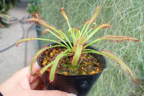 食虫植物　お知らせ用 食虫植物 お知らせ用 食虫植物】 トレー | CHICO's STORE