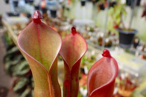 ヘリアンフォラ　パルバ　BCP heliamphora 食虫植物 Heliamphora heterodoxa hybrids from BCP #1