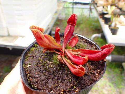 商品一覧 - Y's Exotics （山田食虫植物農園）