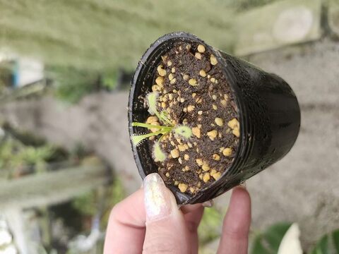 Drosera（ドロセラ/モウセンゴケ）の商品一覧 | Y's Exotics