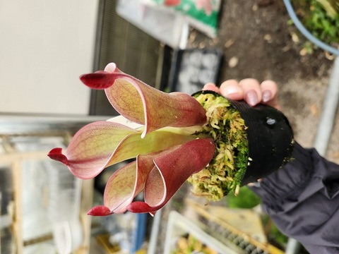 Heliamphora（ヘリアンフォラ）の商品一覧 | Y's Exotics （山田