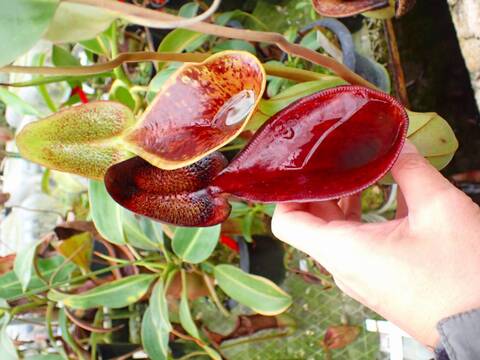 商品一覧 - Y's Exotics （山田食虫植物農園）