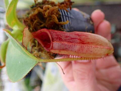 商品一覧 - Y's Exotics （山田食虫植物農園）