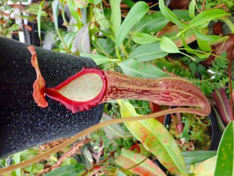 特③現品限り超特大な壺を持つネペンテス・ミランダ 特③現品限り超特大な壺を持つネペンテス・ミランダ