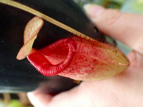 E259 1-3 N. xkinabaluensis Tambuyukon x ephippiata #NNN