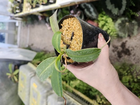 G490 1-2 N. (jaquelineae x truncata) x lowii konan 