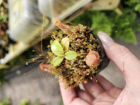 Nepenthes（ネペンテス/ウツボカズラ）の商品一覧 | Y's Exotics