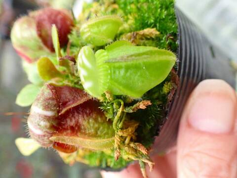 商品一覧 - Y's Exotics （山田食虫植物農園）