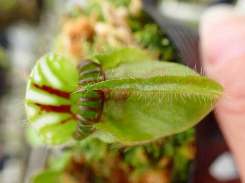 G280 1-1  #BBB Cephalotus follicularis `German Giant' C.C