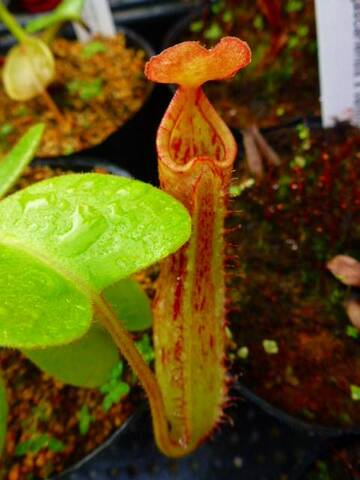 Nepenthes（ネペンテス/ウツボカズラ）の商品一覧 | Y's Exotics （山田食虫植物農園）