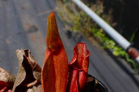 商品一覧 | Y's Exotics （山田食虫植物農園）