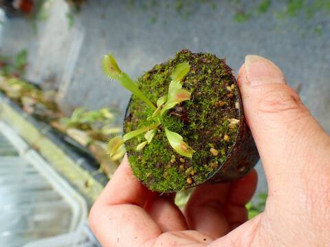 商品一覧 - Y's Exotics （山田食虫植物農園）