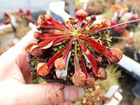 G627 4-1 S. psittacina var. okefenokeensis DeSoto CK