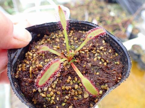 商品一覧 - Y's Exotics （山田食虫植物農園）