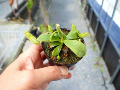 J634 5-1 [YA-62] N. veitchii `Akazukin' x veitchii (Bario stripe) Y's Lab