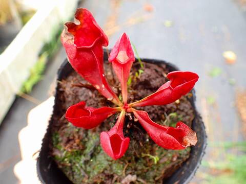 【現品】【超希少品種】プヤ・ベルテロニアナ　7号　u-33 現品】【超希少品種】プヤ・ベルテロニアナ 7号 u-33