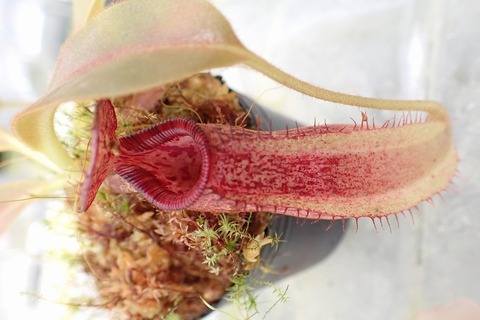 ゆうゆうネペンテス・ミランダ Nepenthes（ネペンテス/ウツボカズラ）の商品一覧 | Y's Exotics