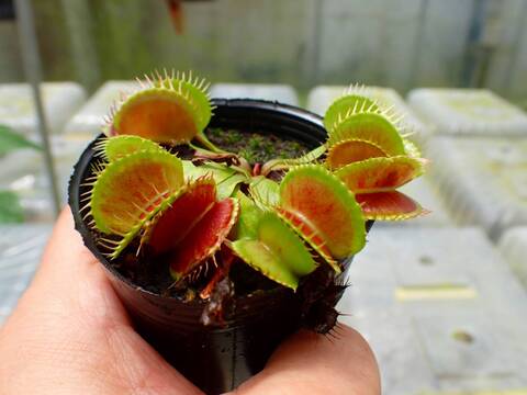 商品一覧 - Y's Exotics （山田食虫植物農園）