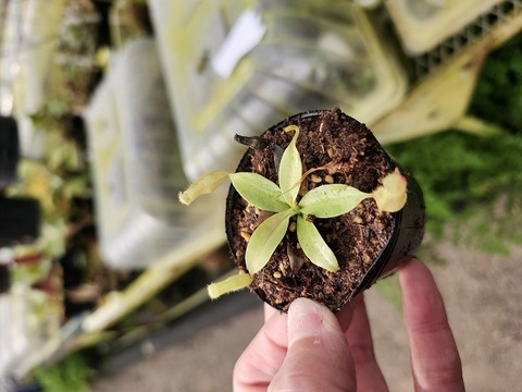 商品一覧 - Y's Exotics （山田食虫植物農園）