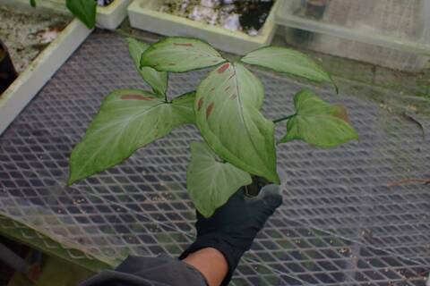 G958 3-1 Syngonium podophyllum `Pink Spot' 台湾