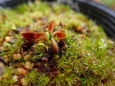 G779 5-2 Dionaea muscipula "BCP Clone Z 11" CK