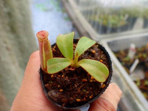 ムサパプワ　苗 商品一覧 - Y's Exotics （山田食虫植物農園）