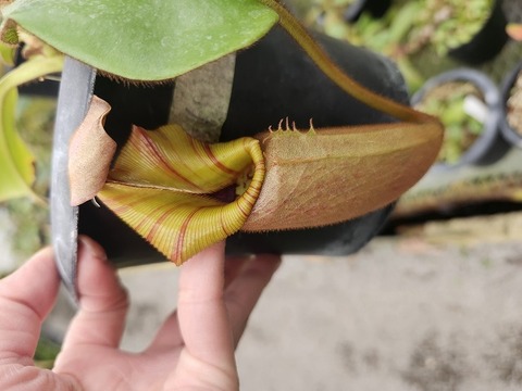 Nepenthes Species（ネペンテス原種）の商品一覧 | Y's Exotics （山田