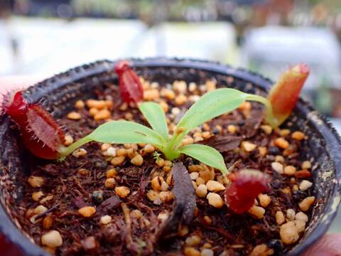 商品一覧 - Y's Exotics （山田食虫植物農園）