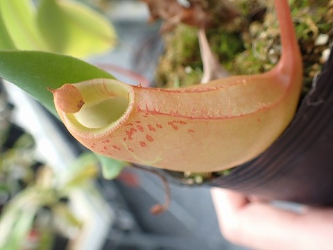 商品一覧 - Y's Exotics （山田食虫植物農園）