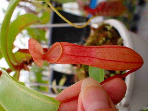 G093 5-2 N. ventricosa x (clipeata x ventricosa)