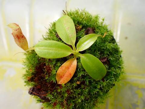 O108 1-4 N. (maxima x campanulata) x rajah #NNN