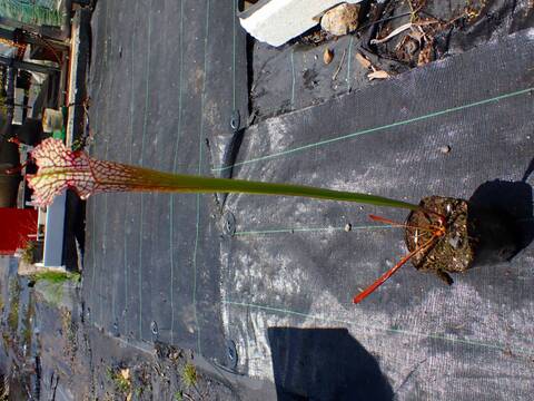E623 3H S. leucophylla "Wilkerson's Red Rocket" x ? Cedric
