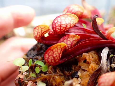 G138 4-1 S. psittacina EU