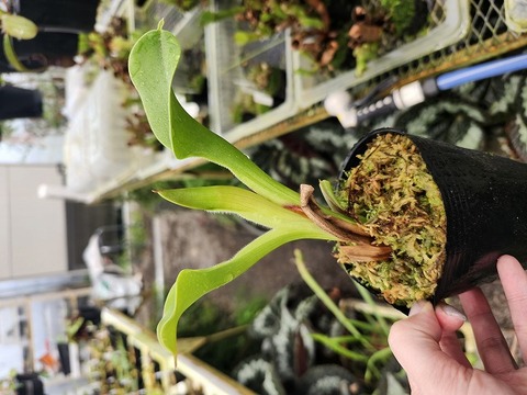 商品一覧 - Y's Exotics （山田食虫植物農園）