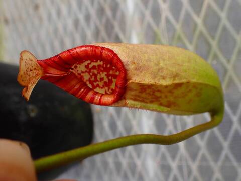 商品一覧 - Y's Exotics （山田食虫植物農園）