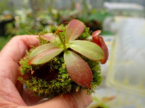 商品一覧 - Y's Exotics （山田食虫植物農園）