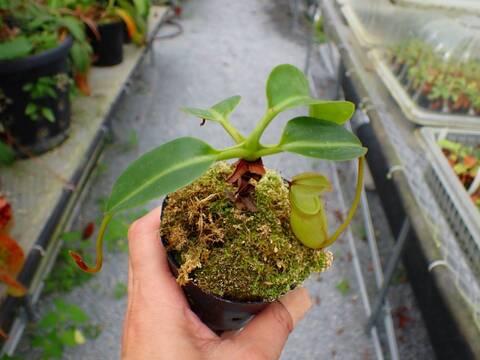 商品一覧 - Y's Exotics （山田食虫植物農園）
