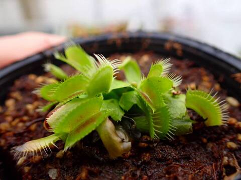Y670 5-1 Dionaea muscipula South-West Giant Y's Lab