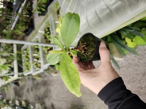 苗季 商品一覧 - Y's Exotics （山田食虫植物農園）