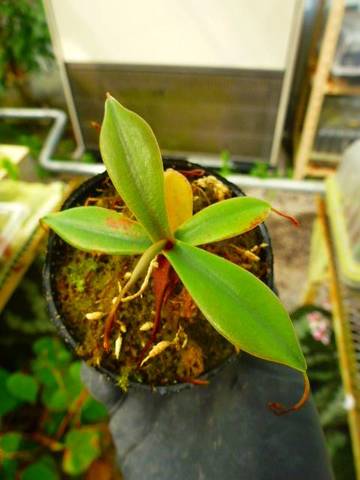 Nepenthes（ネペンテス/ウツボカズラ）の商品一覧 | Y's Exotics （山田食虫植物農園）