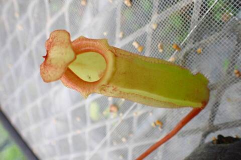 Nepenthes（ネペンテス/ウツボカズラ）の商品一覧 | Y's Exotics